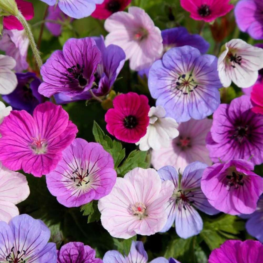 Praktnäva 'Breeders Mix'